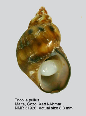Tricolia pullus pullus (5).jpg - Tricolia pullus(Linnaeus,1758)